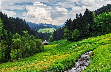 Natuur in het Zwarte Woud